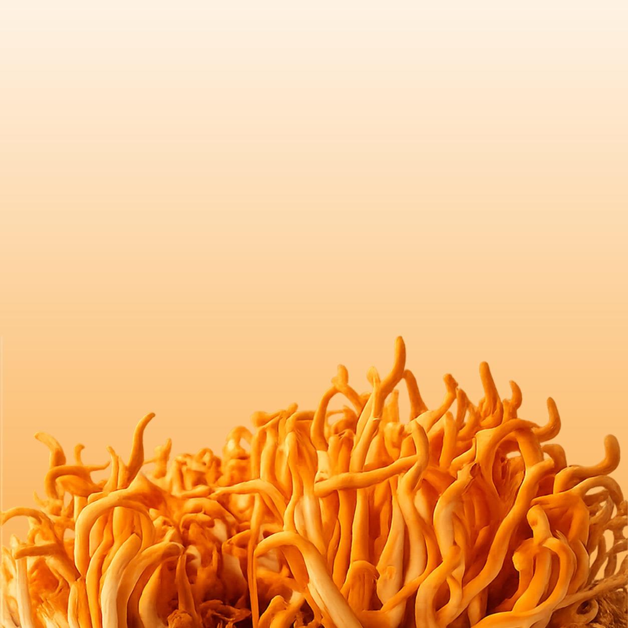 HAYOSHA+ Cordyceps Herbal Tea (30g)